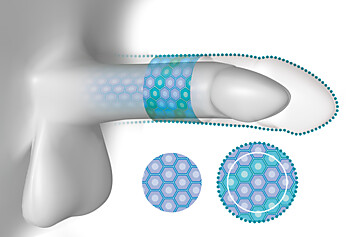 Zellwachstum in Länge und Umfang durch PeniMaster