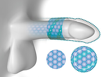 Zellwachstum in Länge und Umfang durch PeniMaster
